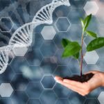 Exploring the Dynamics of the Global Plant Breeding and CRISPR Plants Market