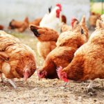 Chickens on traditional free range poultry farm