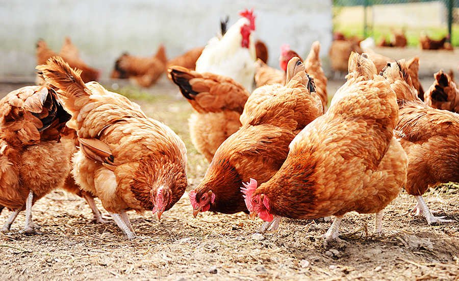 Chickens on traditional free range poultry farm