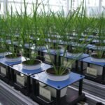 Understanding the Global Plant Phenotyping Systems Market: A Deep Dive into Market Drivers and Opportunities