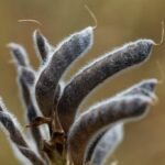 Lupine Seed The Future of Plant-Based Protein