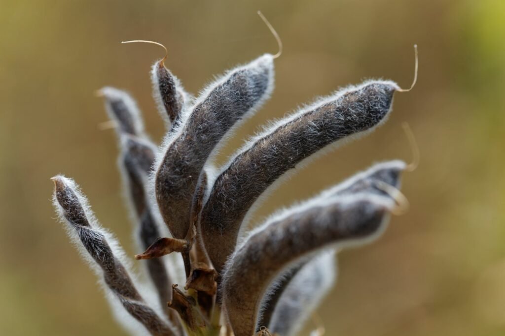 Lupine Seed The Future of Plant-Based Protein