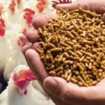 The Rising Demand for Poultry Feed Ingredients in the Global Market