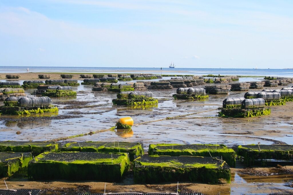 Why the Global Oyster Farming Market Is Set for Major Growth