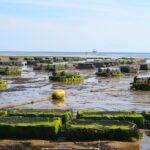 Why the Global Oyster Farming Market Is Set for Major Growth